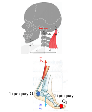 Em hãy chỉ ra những bộ phận nào ở người có thể quay khi hoạt động