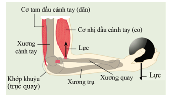 Em hãy chỉ ra những bộ phận nào ở người có thể quay khi hoạt động