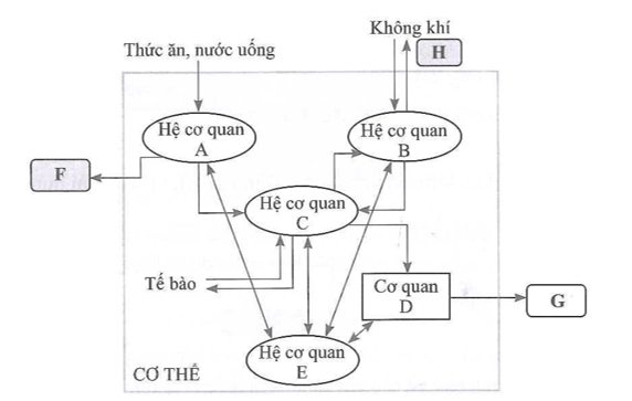 Sơ đồ dưới đây thể hiện mối quan hệ của một số cơ quan, hệ cơ quan trong cơ thể