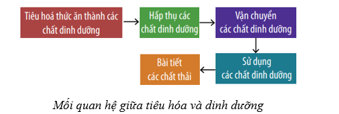 Những phát biểu nào dưới đây về quá trình dinh dưỡng là đúng