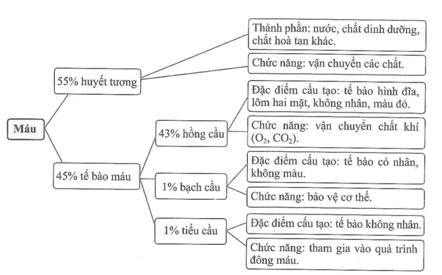 Hãy tóm tắt đặc điểm cấu tạo, chức năng của máu theo sơ đồ dưới đây