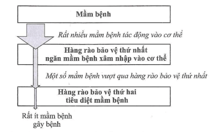 Sơ đồ dưới đây thể hiện các hàng rào bảo vệ của cơ thể chống lại mầm bệnh 