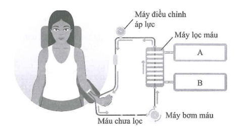 Hình dưới thể hiện nguyên lí hoạt động của máy chạy thận nhân tạo