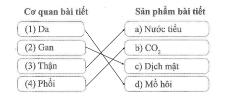 Nối tên cơ quan bài tiết với sản phẩm bài tiết của cơ quan đó cho phù hợp