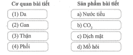 Nối tên cơ quan bài tiết với sản phẩm bài tiết của cơ quan đó cho phù hợp