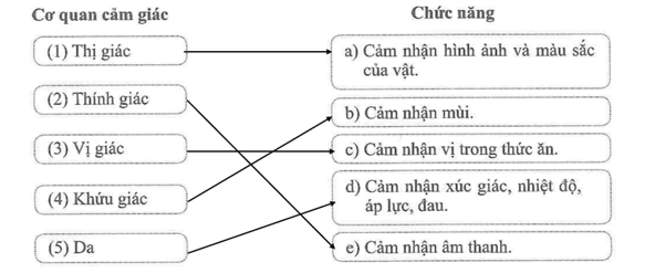 Nối tên cơ quan cảm giác với chức năng của cơ quan đó cho phù hợp