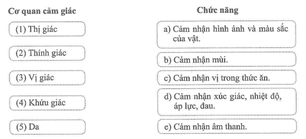 Nối tên cơ quan cảm giác với chức năng của cơ quan đó cho phù hợp