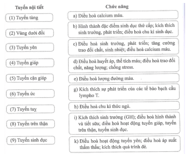 Nối tuyến nội tiết với chức năng của nó cho phù hợp