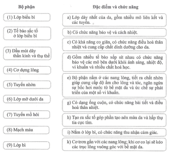 Nối tên bộ phận với đặc điểm và chức năng tương ứng cho phù hợp