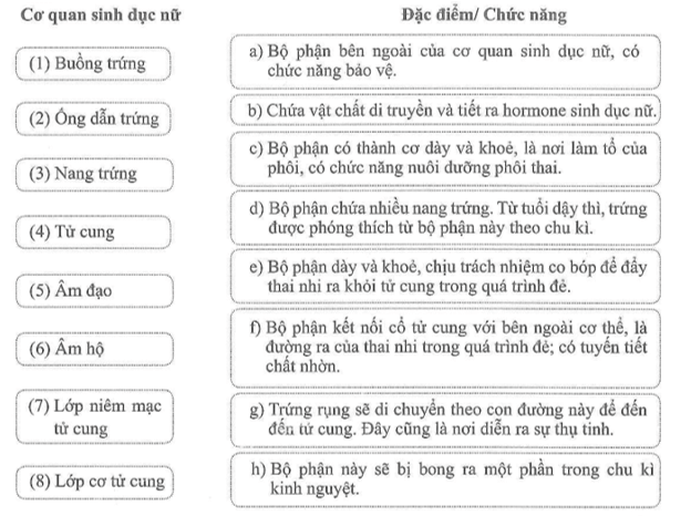 Nối tên cơ quan sinh dục nữ với đặc điểm hoặc chức năng tương ứng