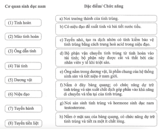 Nối tên cơ quan sinh dục nam với đặc điểm hoặc chức năng tương ứng