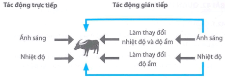 Quan sát Hình 41.1 sau đây, hãy nêu tác động trực tiếp và tác động gián tiếp