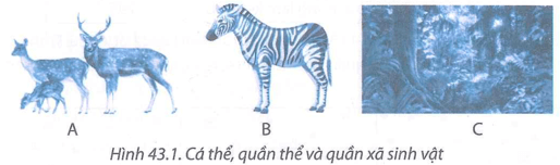 Hình ảnh nào trong hình dưới đây biểu đạt được một quần xã sinh vật?