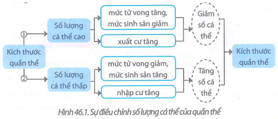 Quan sát Hình 46.1 cho biết những yếu tố nào có thể làm tăng và giảm kích thước quần thể?