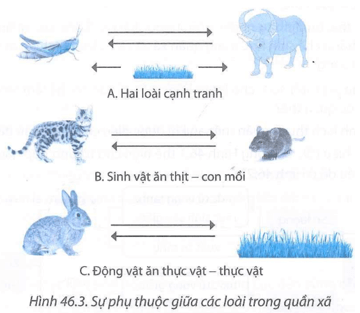 Quan sát Hình 46.3 hãy giải thích sự phụ thuộc lẫn nhau giữa các quần thể trong quần xã