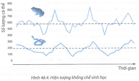 Quan sát Hình 46.4 diễn đạt bằng lời về sự tự điều chỉnh kích thước quần thể ăn thịt Rắn