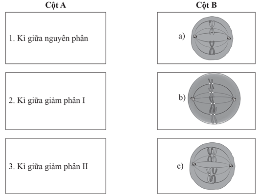 Ghép từ ngữ ở cột A với hình tương ứng ở cột B. Biết tế bào có bộ