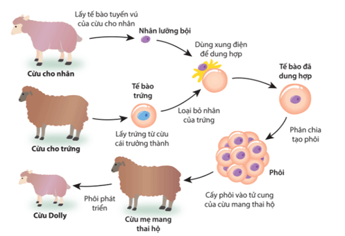 Tìm hiểu quá trình tạo ra cừu Dolly và cho biết đây là sinh sản vô tính