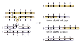 Một đoạn của nhiễm sắc thể tách rời và gắn vào nhiễm sắc thể tương đồng