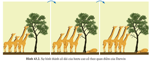 Giải thích sự hình thành loài hươu cao cổ theo quan điểm của Darwin gồm các phát biểu