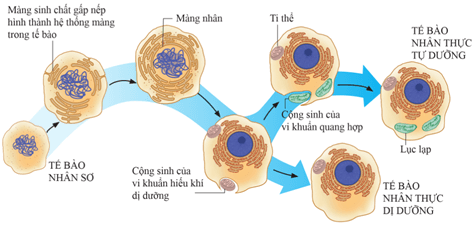 Theo giả thuyết về sự hình thành tế bào nhân thực từ tế bào nhân sơ