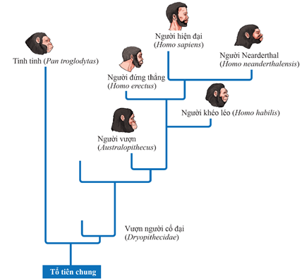 Trình tự nào về sự tiến hóa của loài người được các nhà khoa học chấp nhận nhiều nhất