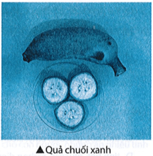 Quả chuối xanh như hình bên có chứa hợp chất X làm iodine chuyển thành màu xanh tím