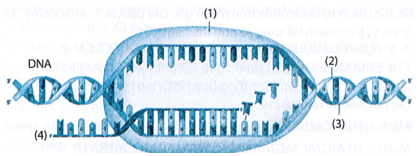 Thành phần nào có tác dụng lắp ráp các nucleotide tự do với mạch khuôn