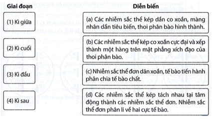 Nối tên của các giai đoạn trong quá trình nguyên phân với diễn biến tương ứng