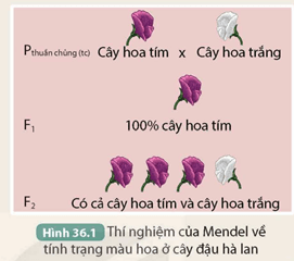 Quan sát một thí nghiệm lai điển hình của Mendel (Hình 36.1 trong SGK), em có nhận xét gì