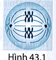 Hình 43.1 mô tả một tế bào đang phân chia. Tế bào đang ở kì nào của phân bào