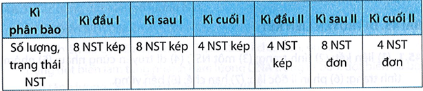 Một tế bào sinh trứng ở ruồi giấm (2n = 8) tiến hành giảm phân bình thường