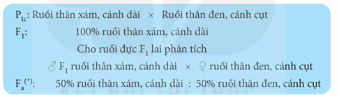 Morgan đã dùng phép lai nào sau đây trong thí nghiệm phát hiện ra hiện tượng di truyền