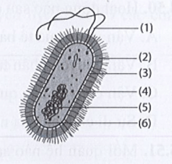 Hình bên biểu diễn một tế bào. Tế bào này là tế bào nhân sơ hay tế bào nhân thực?