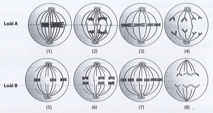 Quan sát hình (1) đến hình (8), xác định giai đoạn phân bào nguyên phân