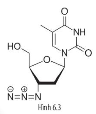 Một nhà khoa học khi nghiên cứu về loại thuốc AZT (Azidothymidine) được dùng để làm chậm tiến triển của các bệnh