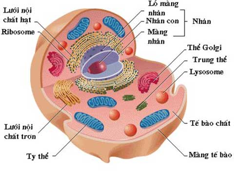 Hãy vẽ hình một tế bào động vật điển hình và chú thích các thành phần cấu tạo của tế bào
