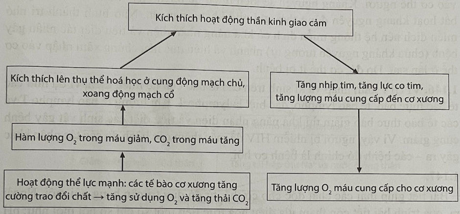 Vẽ sơ đồ giải thích cơ chế điều hoà tim mạch khi hoạt động thể lực mạnh