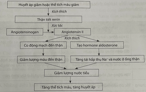 Vẽ sơ đồ thể hiện cơ chế điều hoà huyết áp, thể tích máu