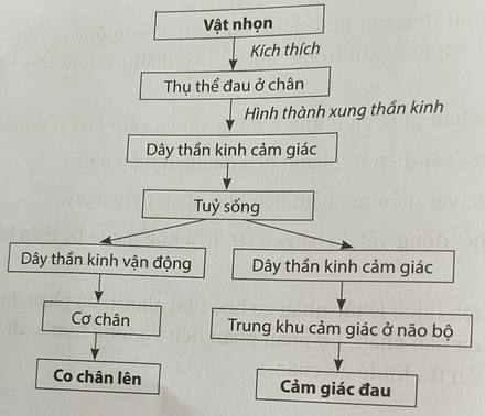 Vẽ sơ đồ cung phản xạ chân co lên khi chạm vào vật nhọn