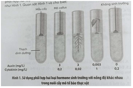 Trong quá trình nuôi cấy mô tế bào thực vật người ta tiến hành sử dụng phối hợp hai loại hormone