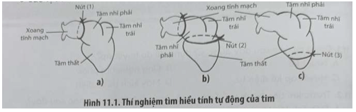 Để chứng minh tính tự động của tim ếch, người ta dùng chỉ thắt ba nút ở các vị trí khác nhau