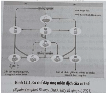 Hình 12.1 mô tả cơ chế đáp ứng miễn dịch của cơ thể khi có kháng nguyên xâm nhập