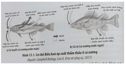 Quan sát Hình 13.1 hãy cho biết sự khác nhau trong cơ chế điều hoà cân bằng áp suất