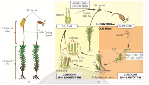 Trong vòng đời của rêu cơ quan nào sau đây thuộc giai đoạn giao tử thể (n)? 