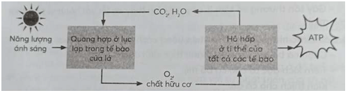 Hãy vẽ sơ đồ thể hiện mối quan hệ giữa quang hợp và hô hấp ở cây