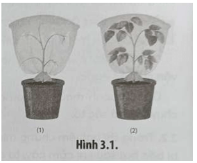 Một bạn học sinh tiến hành thí nghiệm như Hình 3.1 các chậu cây được đặt ngoài sáng trong một giờ