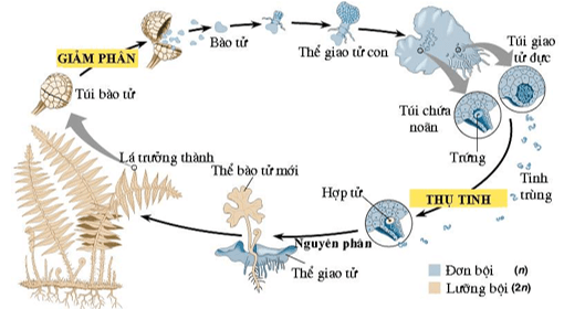 Trong vòng đời của dương xỉ cơ quan nào sau đây thuộc giai đoạn giao tử thể (n)?