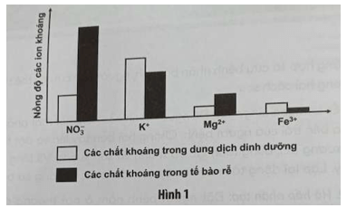 Một nhà khoa học tiến hành nghiên cứu vai trò của các nguyên tố dinh dưỡng khoáng