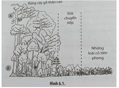 Một thực nghiệm được tiến hành tại một khu rừng để đo nồng độ CO2